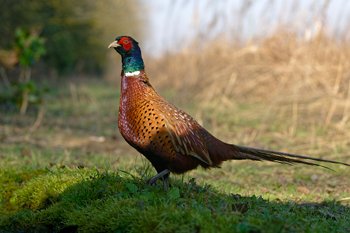 male pheasant in the countryside