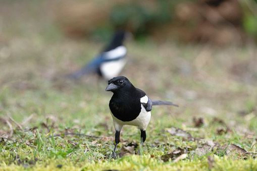 Magpies on the ground looking for food