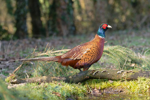 istock male pheasant in the countryside 1987655138