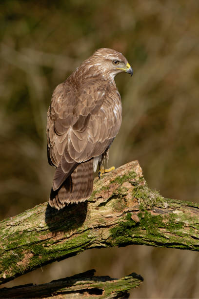 istock Eurasian buzzard in the woods 1987655686