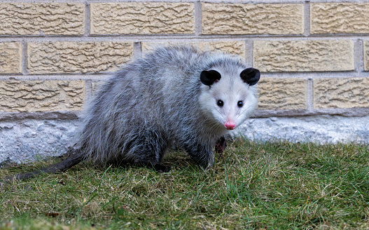With its glowing pink nose and black velvet ears, an opossom stares directly into the camera while standing next to a yellow brink wall.