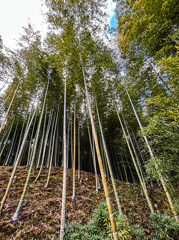 The view of tall bamboo trees in Kyoto in Japan. Lush foliage of these mesmerising trees cover the whole space of the picture. Ideal for copy space. Autumn coloured trees in various red, orange and yellow colours. Astonishing nature of these trees.