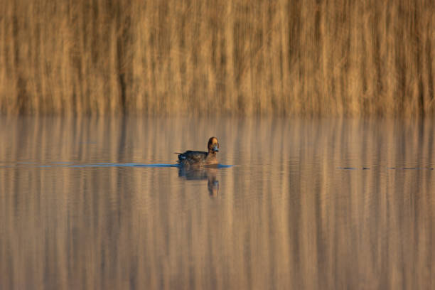 A golden-colored duck (Lat. Mareca penelope) swims in a golden-colored lake