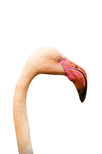 Elegant flamingo profile in sharp detail, showcasing its distinct pink beak on a stark white backdrop