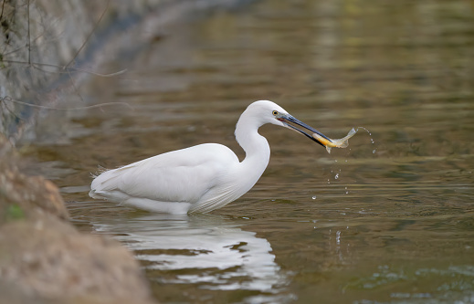 Little Egret feeding on a small fish in a lake in the Villa Borghese Gardens.