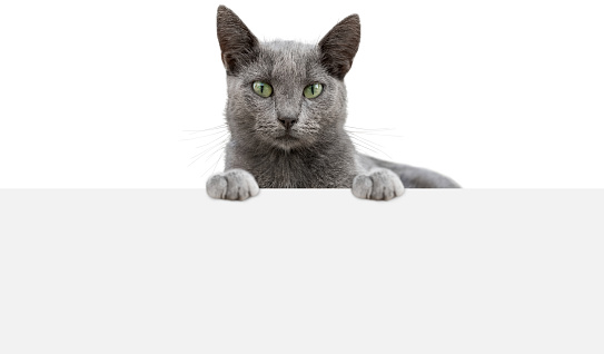 A gray cat peeks curiously behind a white background. Russian blue cat shows poster template. Long web banner with copy space.