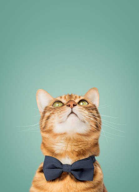 Cute Bengal cat wearing a bow tie on a green background. Cute Bengal cat wearing a bow tie on a green background. Copy space. pics for cat staring at wall stock pictures, royalty-free photos & images