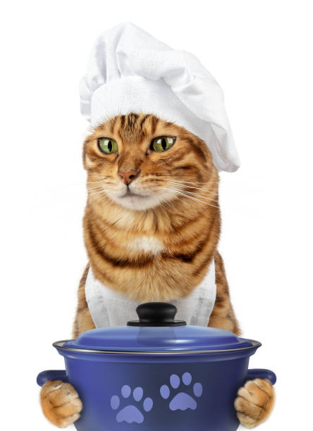 istock Funny cat - a cook with a pan in his paws 1987679217