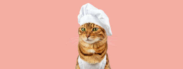 istock Funny cat - a cook in a white cap and apron 1987679218