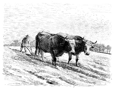 Farmer ploughing