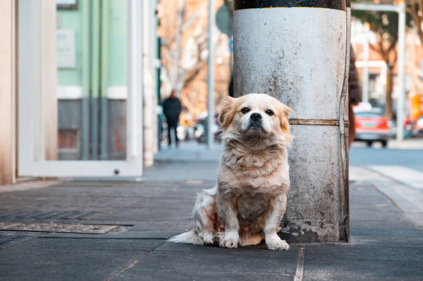 istock A white dog sitting on the street curb 1987697764