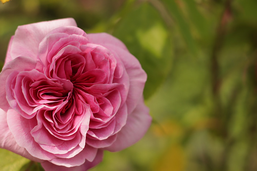 English rose close up photo. David Austin English fragrance rose blooming in the garden homegrown.