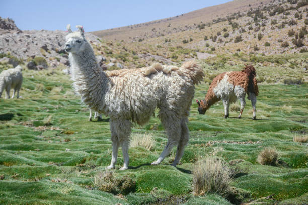 istock llama animal from south america 1987707187