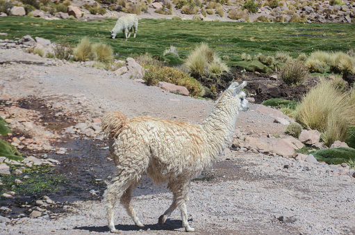 Llama, animal of South America. On a visit to Potosi, Bolivia, the highland part of South America, we saw this beautiful animal.