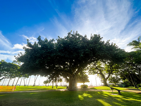 Mesmerising and tall banyan tree on Oahu Island in Hawaii. Huge tree trunks and clear and fresh green leaves. Beautiful nature of this volcanic landscapes.