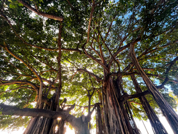 Banyan tree in Hawaii Mesmerising and tall banyan tree on Oahu Island in Hawaii. Huge tree trunks and clear and fresh green leaves. Beautiful nature of this volcanic landscapes. banyan tree peepal tree leaf stock pictures, royalty-free photos & images