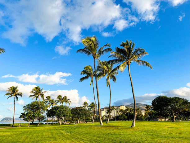 A peaceful Waikiki beach in Honolulu on Oahu Island on Hawaii. Deep blue sky and tall palm trees make it a perfect vacation destination