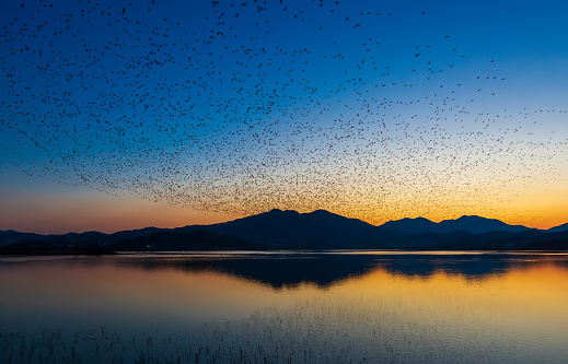 Korean winter bird's singing duck's group dance