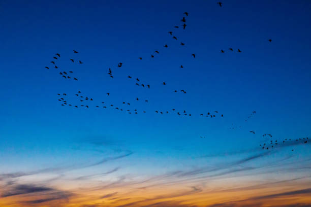 Korean winter bird's singing duck's group dance