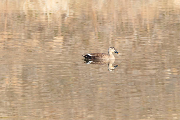 istock white-billed black duck Swimming at reservoir 1987726343