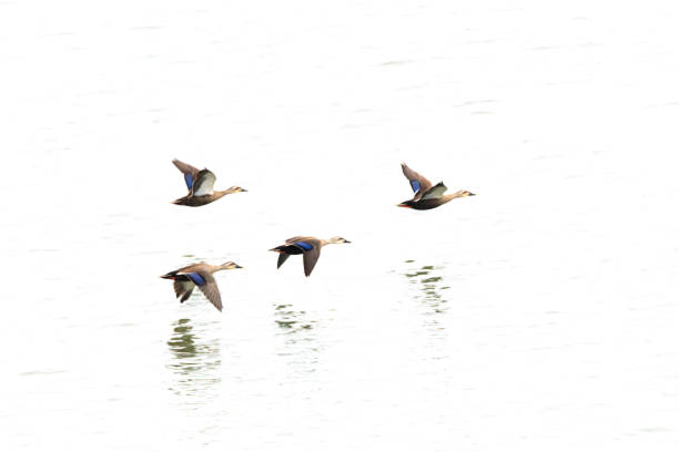 white-billed black duck Swimming at reservoir