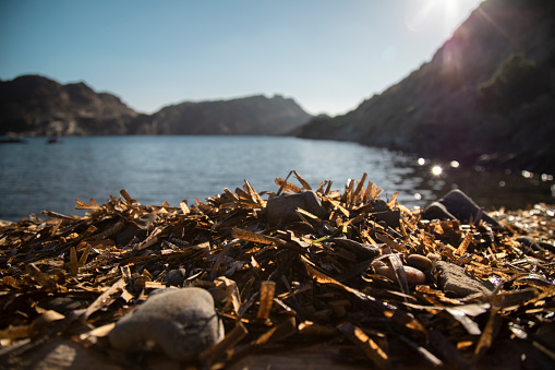 The cliffs and marine vegetation on the shore illuminated by sunshine. Cap de Creus, Catalonia