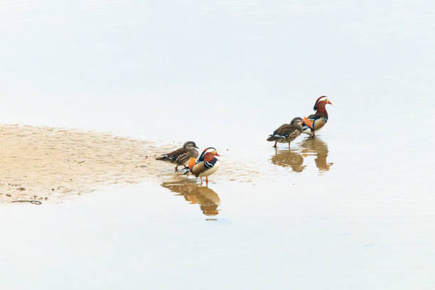 Beautiful mandarin ducks and Koi on the water, Beihai Park, Beijing