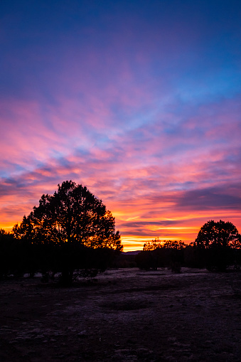 A brilliant Arizona sunset with tress in silhouette in the foreground.