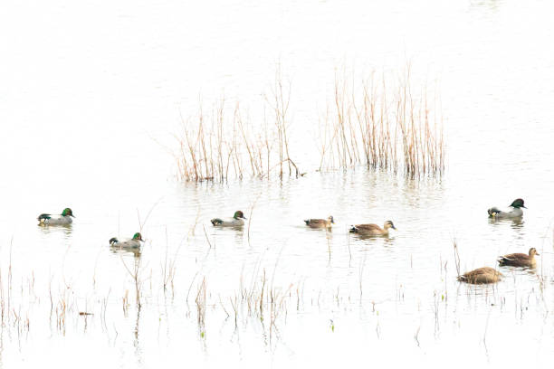 winter birds Swimming at reservoir
