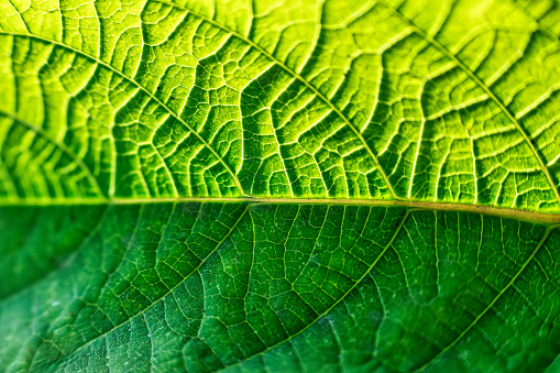 Extreme closeup of green plant leaf with veins