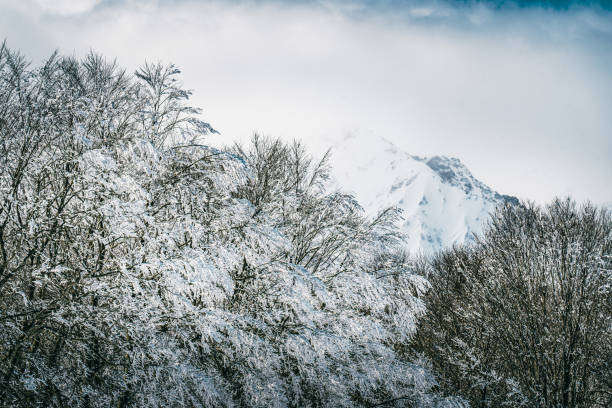 Snowy forest in amazing winter at sunny day