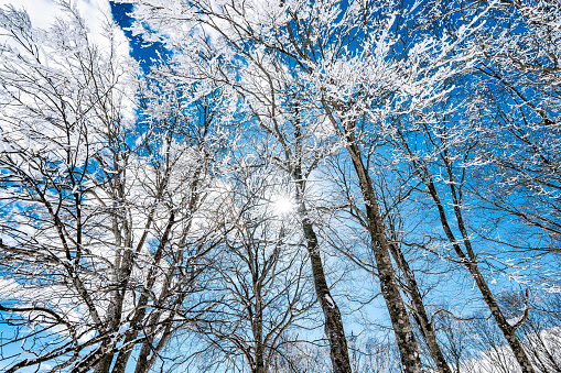 Snowy forest in amazing winter at sunny day