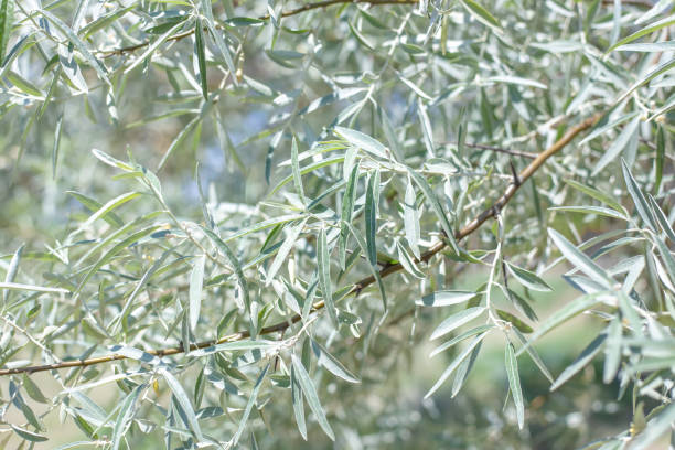 Silver oleaster is a plant with long narrow leaves. Decorative tree, close-up of foliage Silver oleaster is a plant with long narrow leaves. Decorative tree, close-up of foliage. elaeagnus angustifolia stock pictures, royalty-free photos & images