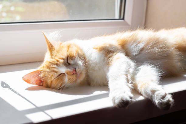istock A fluffy cat sleeps on the window, basking in the spring sun 1987747005