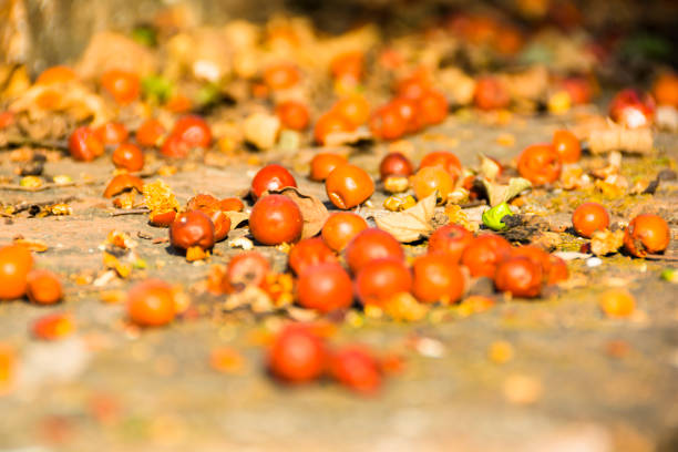 A colorful assortment of ripe tomatoes rests in a vibrant pile on the ground