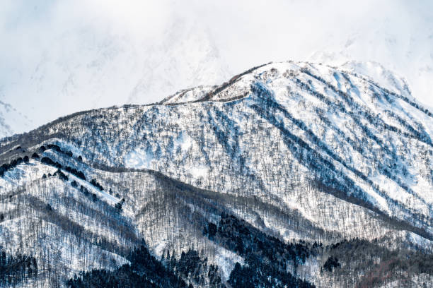 Forest in winter, Hakuba, Japan