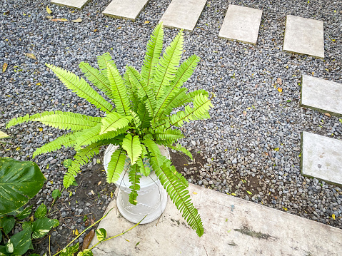 Fern house plant in terracota earthenware or plastic pot with garden gravel backgrounds. Concept for Gardening Hobby, Leisure Activity, Plant Seller Shop.