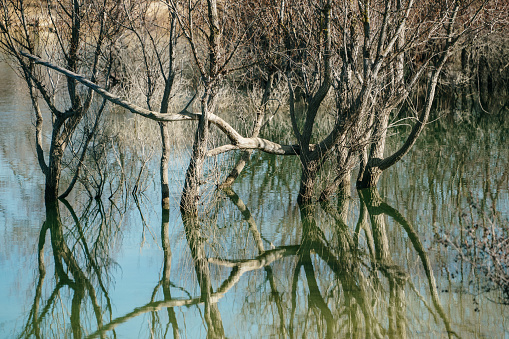 Trees emerging from lake waters