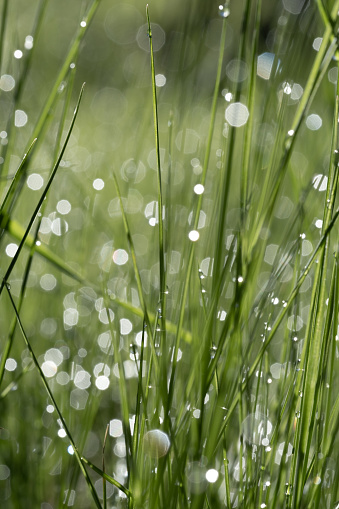 Fresh grass with dew drops at sunrise. Nature Background