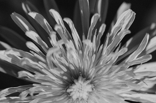 Extreme close-up of a beautiful blooming dandelion. Black and white