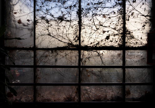 Dusty old window with cobweb and dry leaves