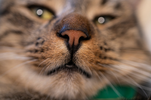 Close up of cat's face