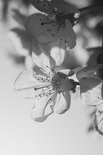 A white peach blossoms hang on the branch. Black and white