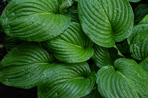 Drops of water on hosta leaves after rain. Selective focus.