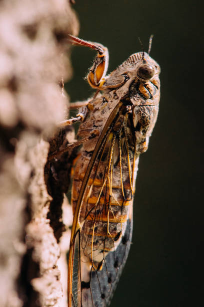 Cicada (Cicadidae) resting on a tree branch. Macro photography.