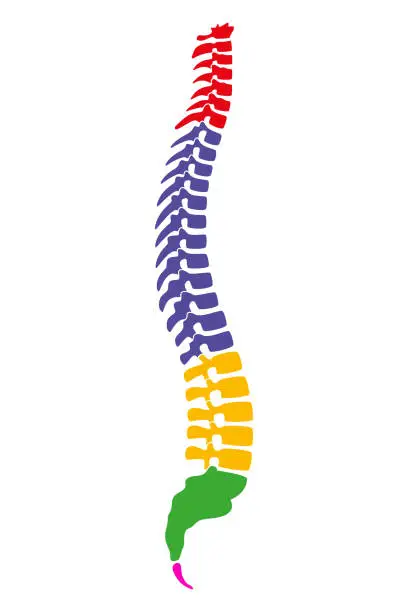 Vector illustration of Regions of the human vertebral column, also known as backbone or spine