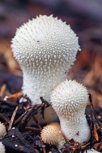 Beautiful close-up macro photo from a fungus, Lycoperdon perlatum, popularly known as the common puffball