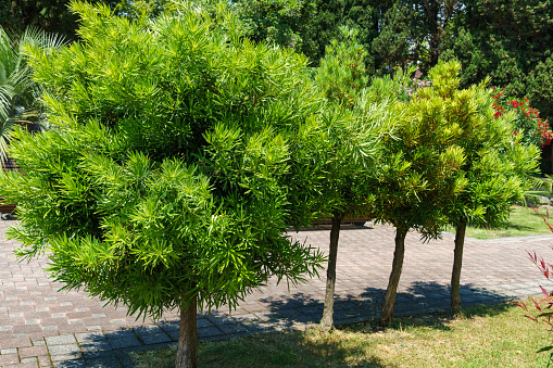 Green leaves Of Podocarpus Macrophyllus, yew plum pine, Buddhist pine and fern pine in Sochi park.