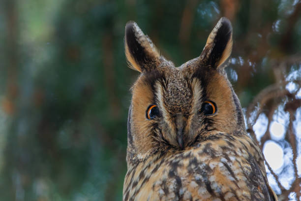 istock Long-eared owl (Asio otus)Beautiful close up portrait 1987803307