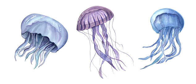Jellyfish. Watercolor hand drawn illustration of three Jelly Fishes. Blue and violet medusa. Poisonous sea animals. Undersea fish. Foe aquarium design, logo, label